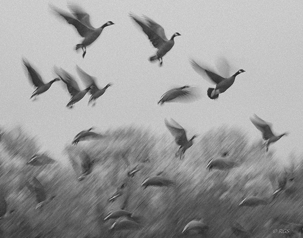 Black and white of Canadian geese in flight