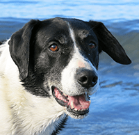 My dog Sam, an English Pointer