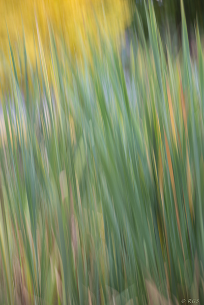 abstract of grass and yellow tree