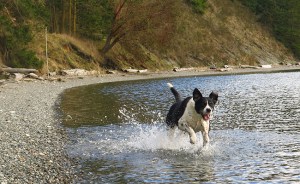 Sam runs through the water