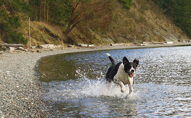 Sam runs through the water