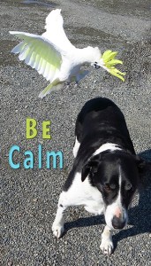 Sam remaining calm while harassed by cockatoo