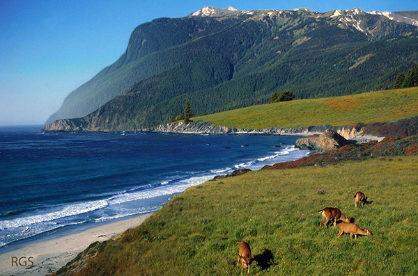 FADE CA coast w deer