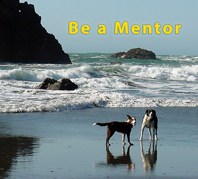 Sam mentors a young dog at the beach