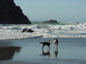 Sam stands with puppy friend on Oregon beach