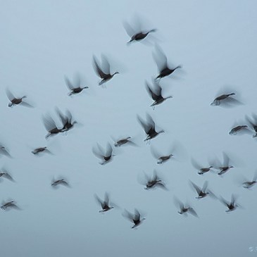 Geese in flight