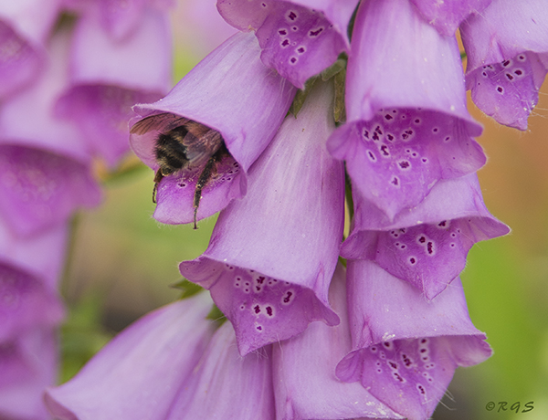 bee in flower cropped