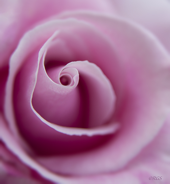Rosebud 2