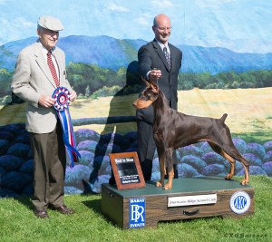 Doberman, winner Best in Show