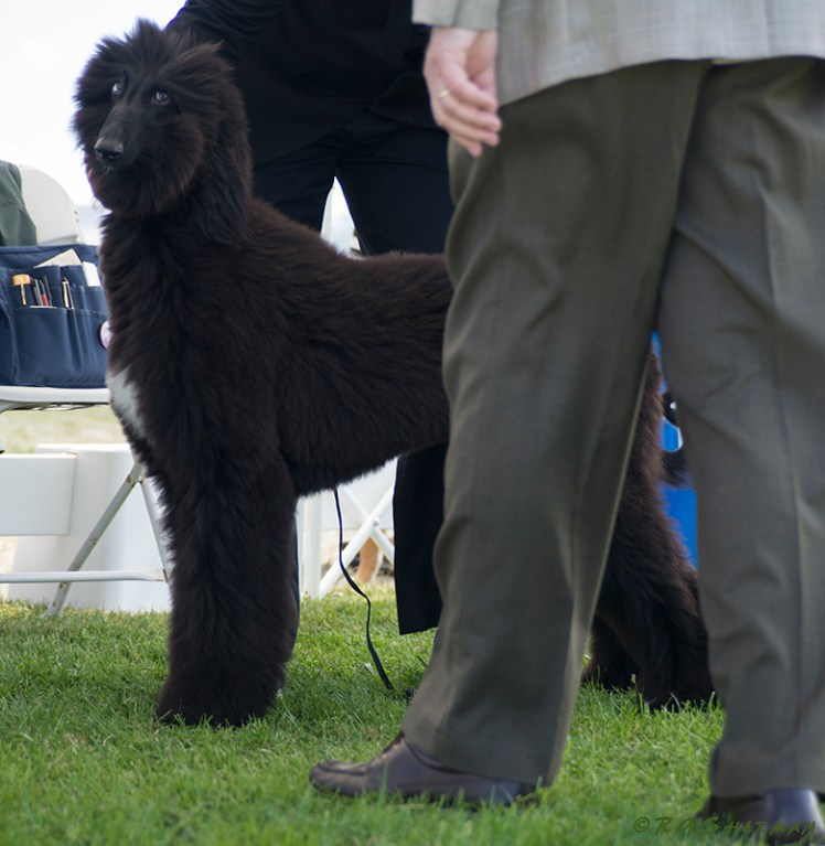 Judging young Afghan