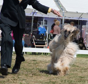 Afghan Oliver runs around the ring