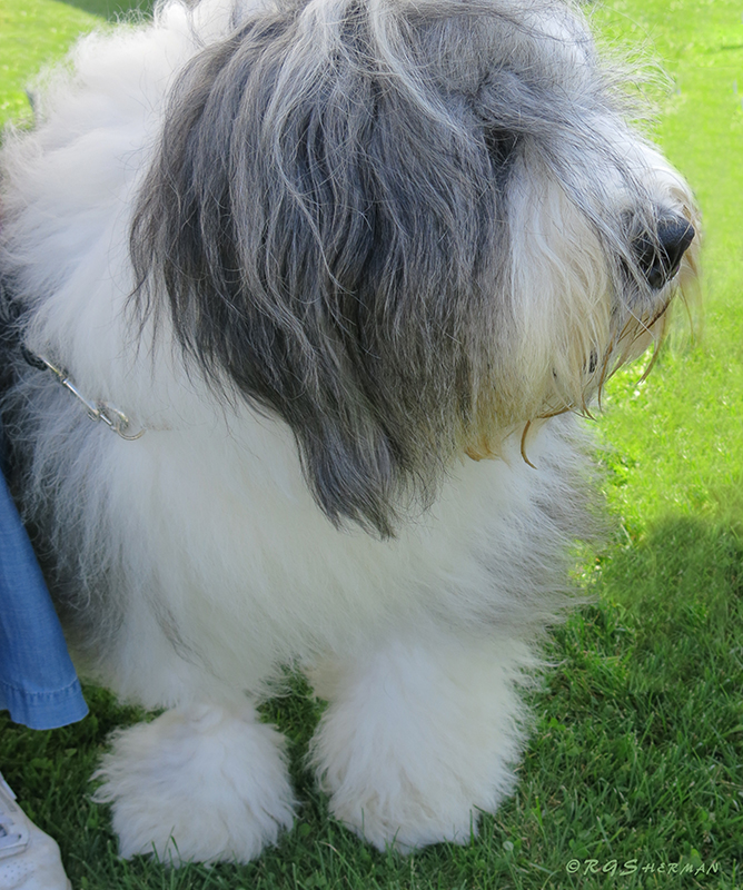 English Sheepdog Rose