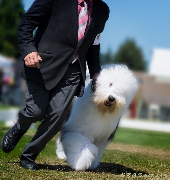 English Sheepdog with handler runs around show ring