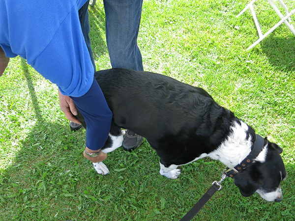 Instructor touches Sam's tail and leg